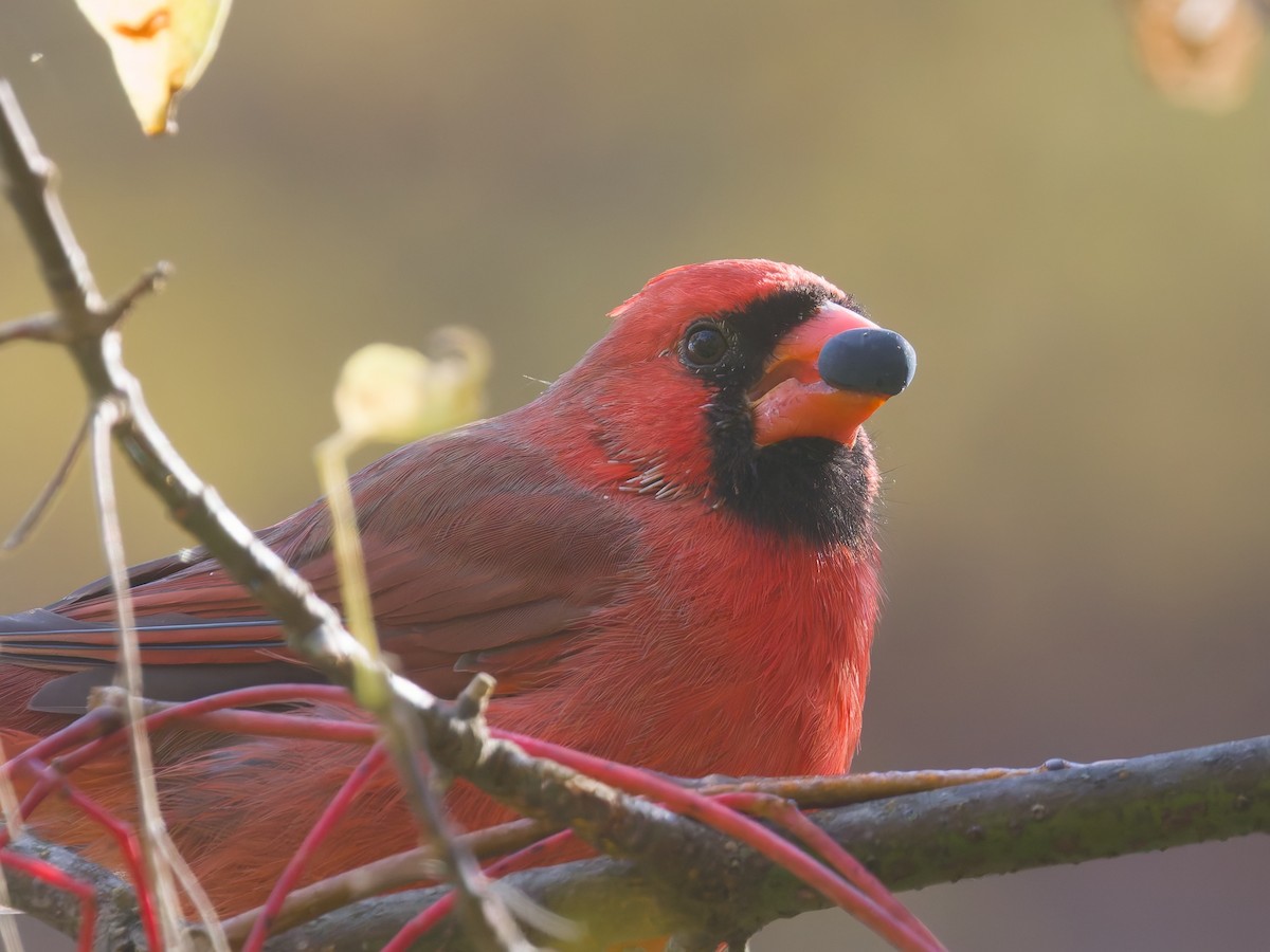 Northern Cardinal - ML644488554