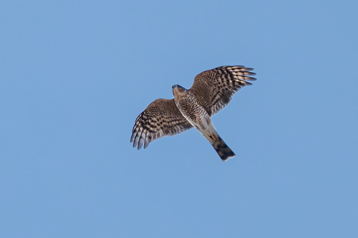 Sharp-shinned Hawk - ML644488557