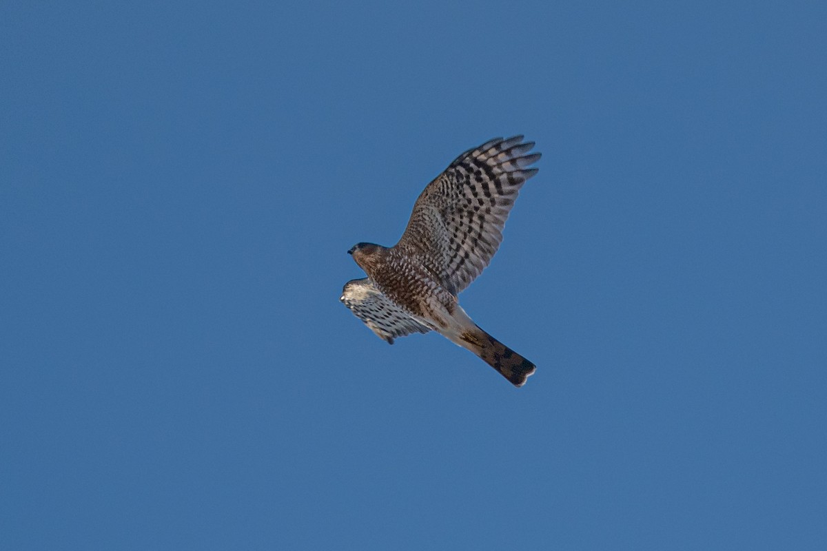 Sharp-shinned Hawk - ML644488558
