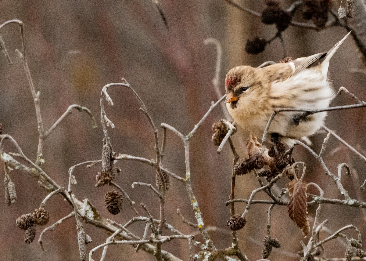 Redpoll (Hoary) - ML644488560
