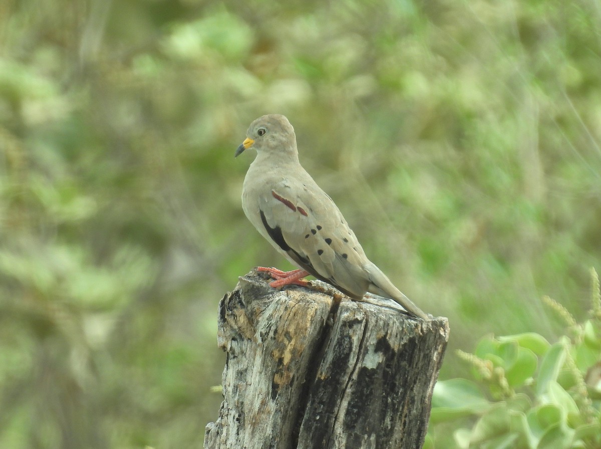 holoubek skřehotavý - ML644488567
