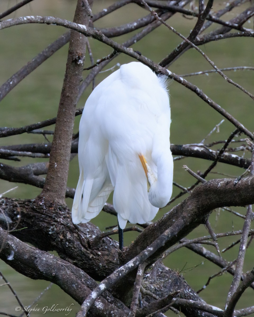 Цасч дэглий - ML644488568