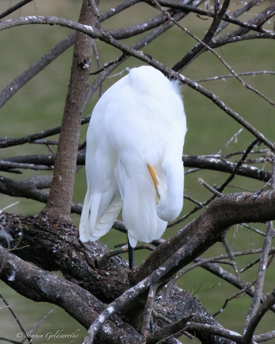 Цасч дэглий - ML644488569