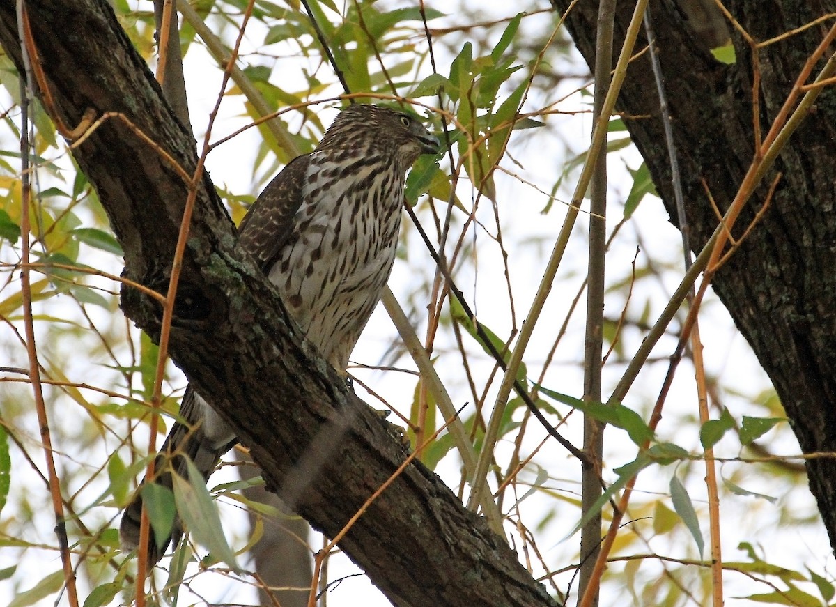 Cooper's Hawk - ML644488570