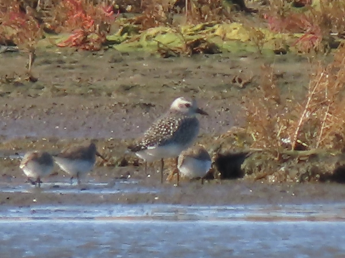 Black-bellied Plover - ML644488571