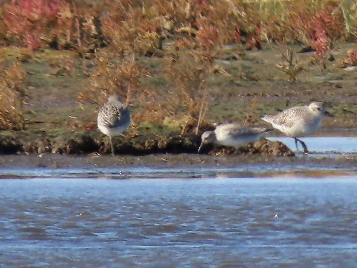 Black-bellied Plover - ML644488572