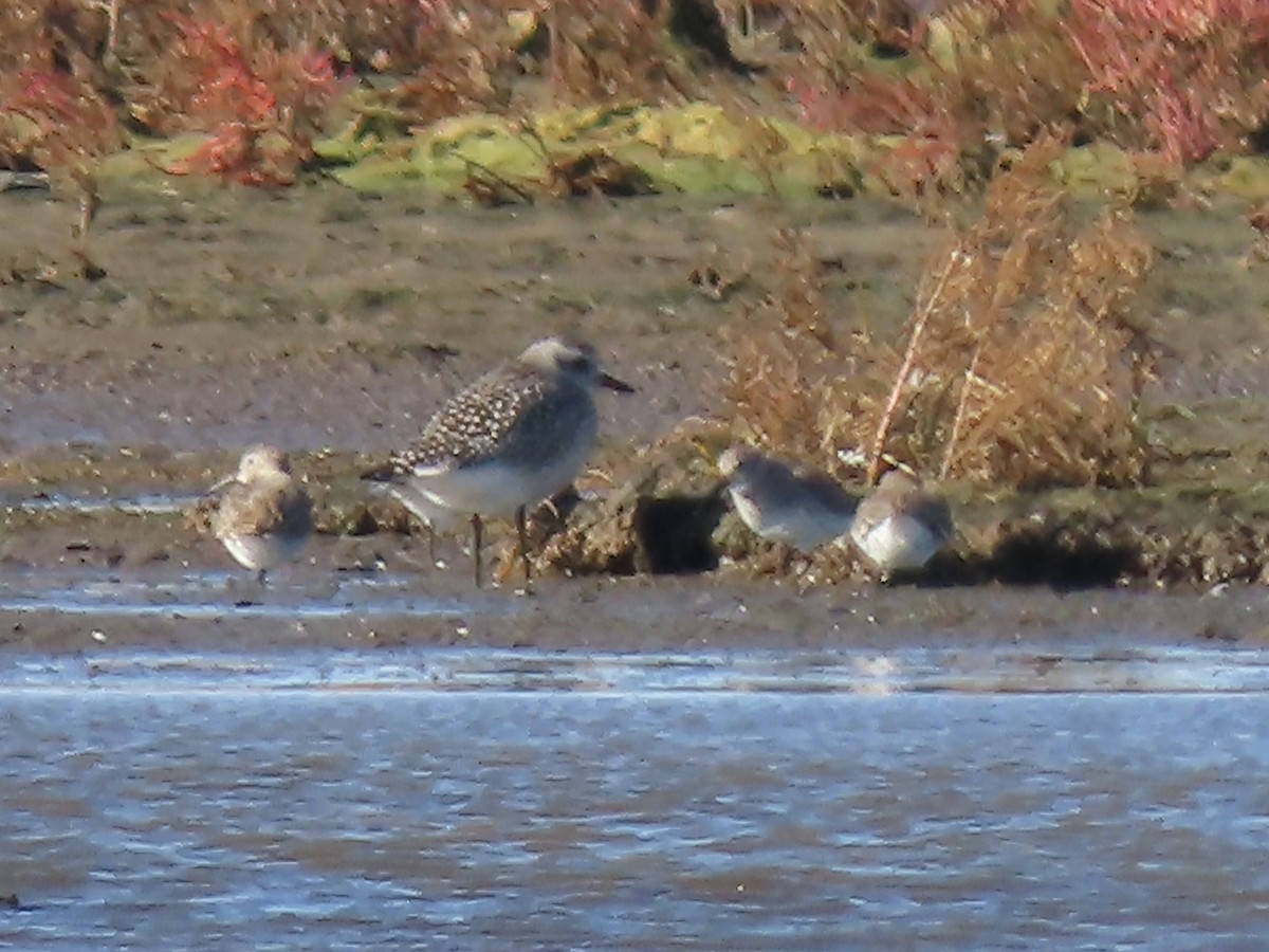 Black-bellied Plover - ML644488573