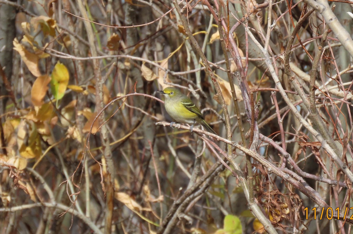 White-eyed Vireo - ML644488578