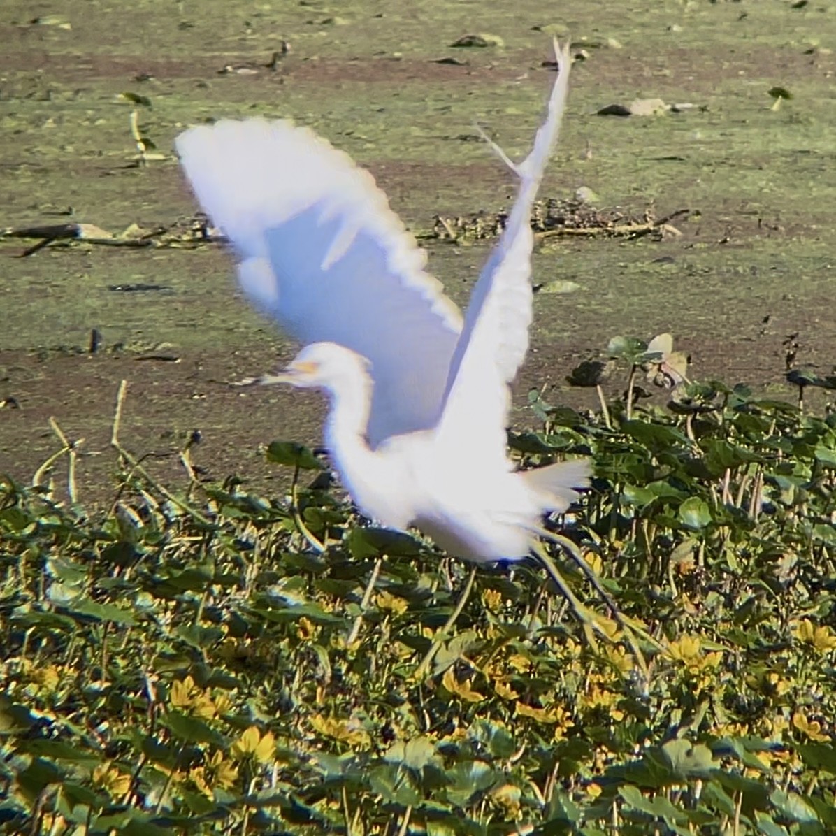 Aigrette neigeuse - ML644488579