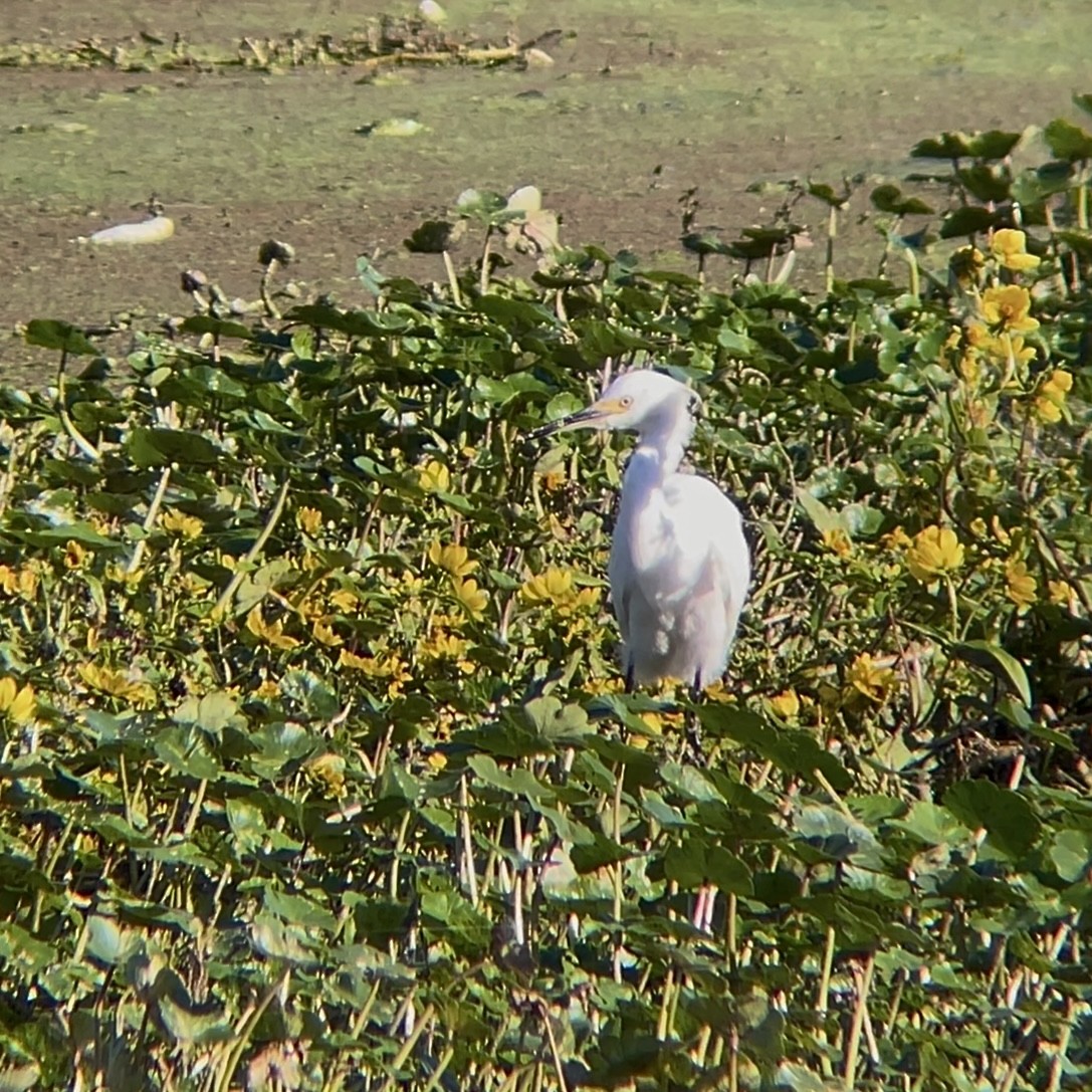 Aigrette neigeuse - ML644488580