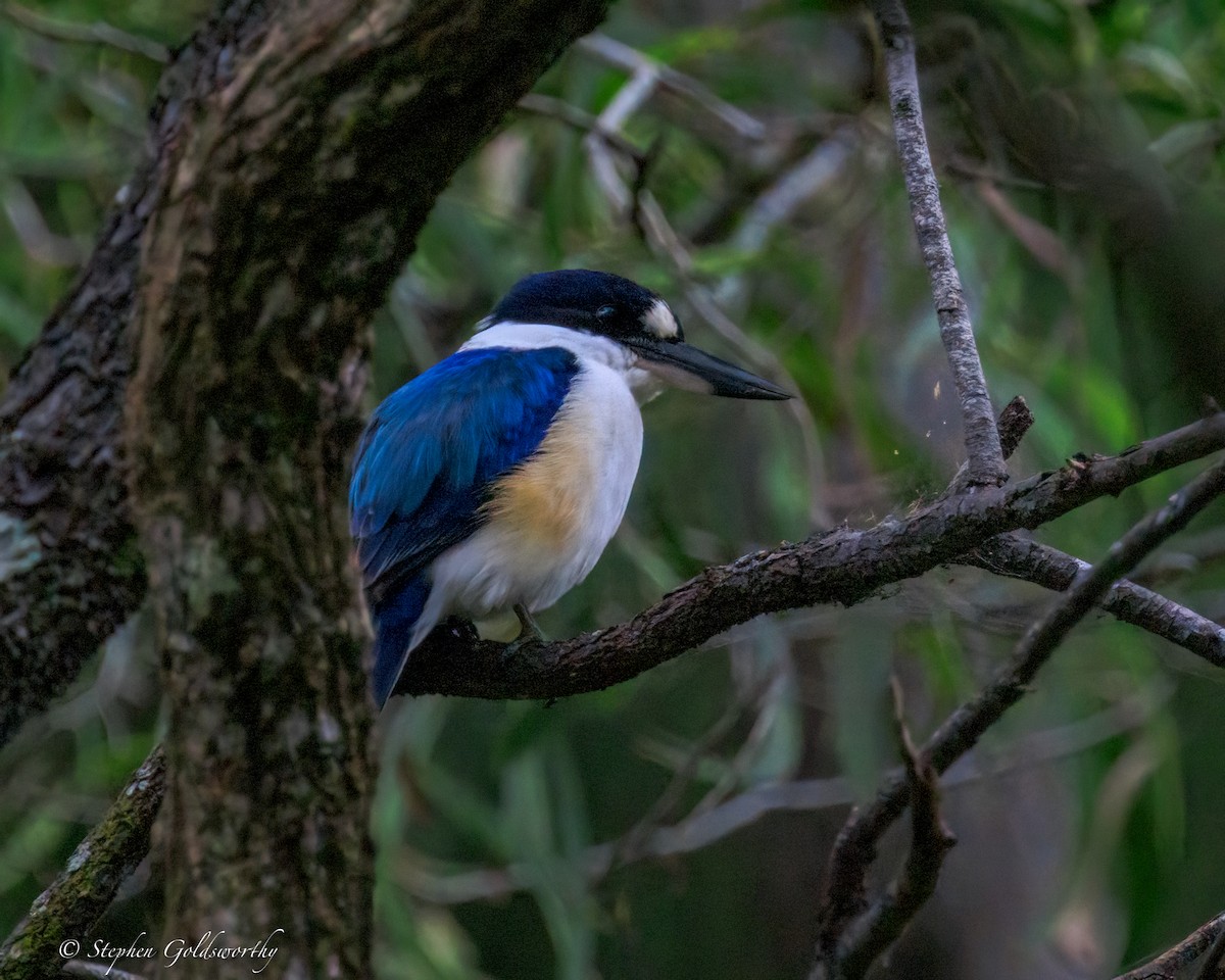 Forest Kingfisher - ML644488584