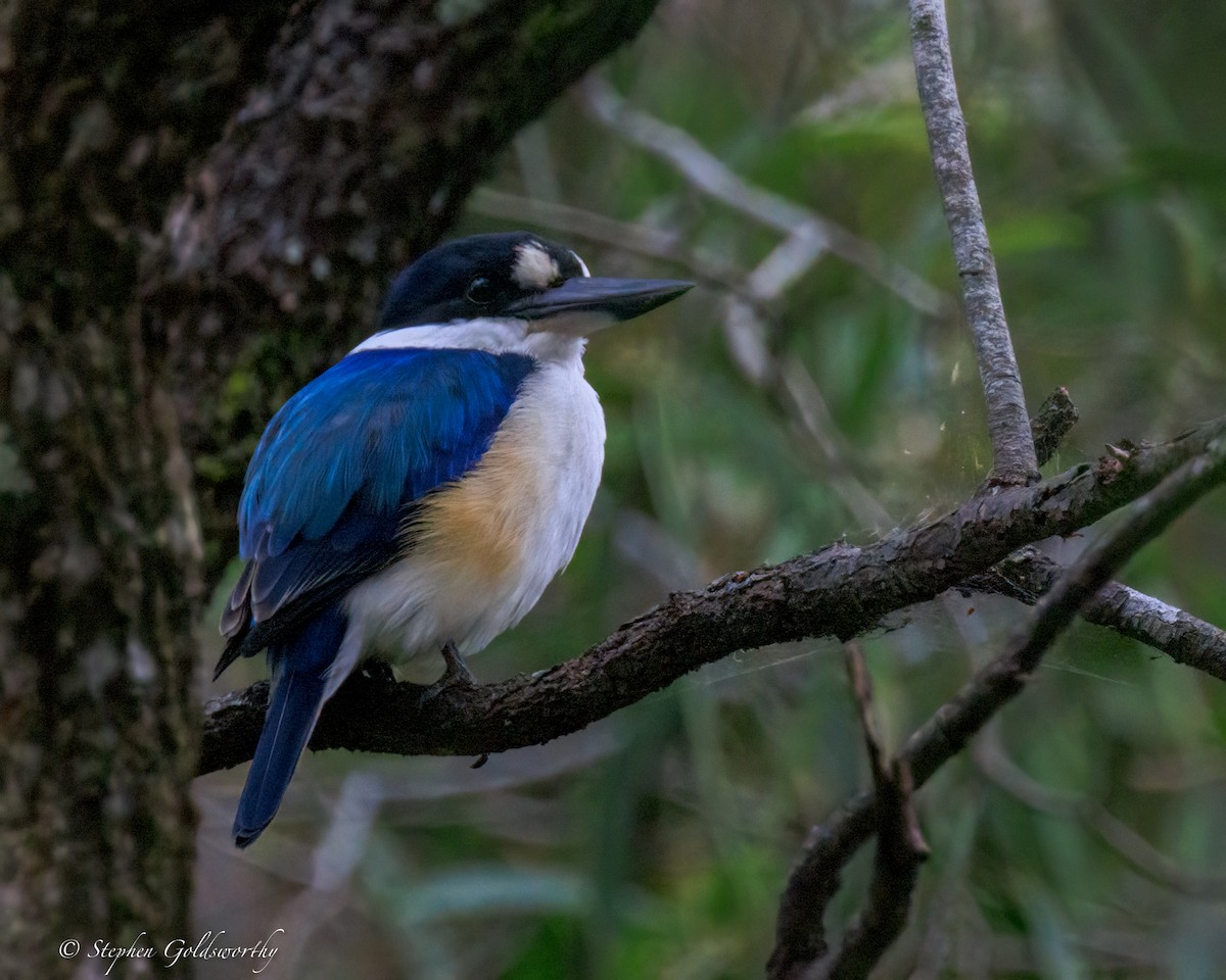 Forest Kingfisher - ML644488585