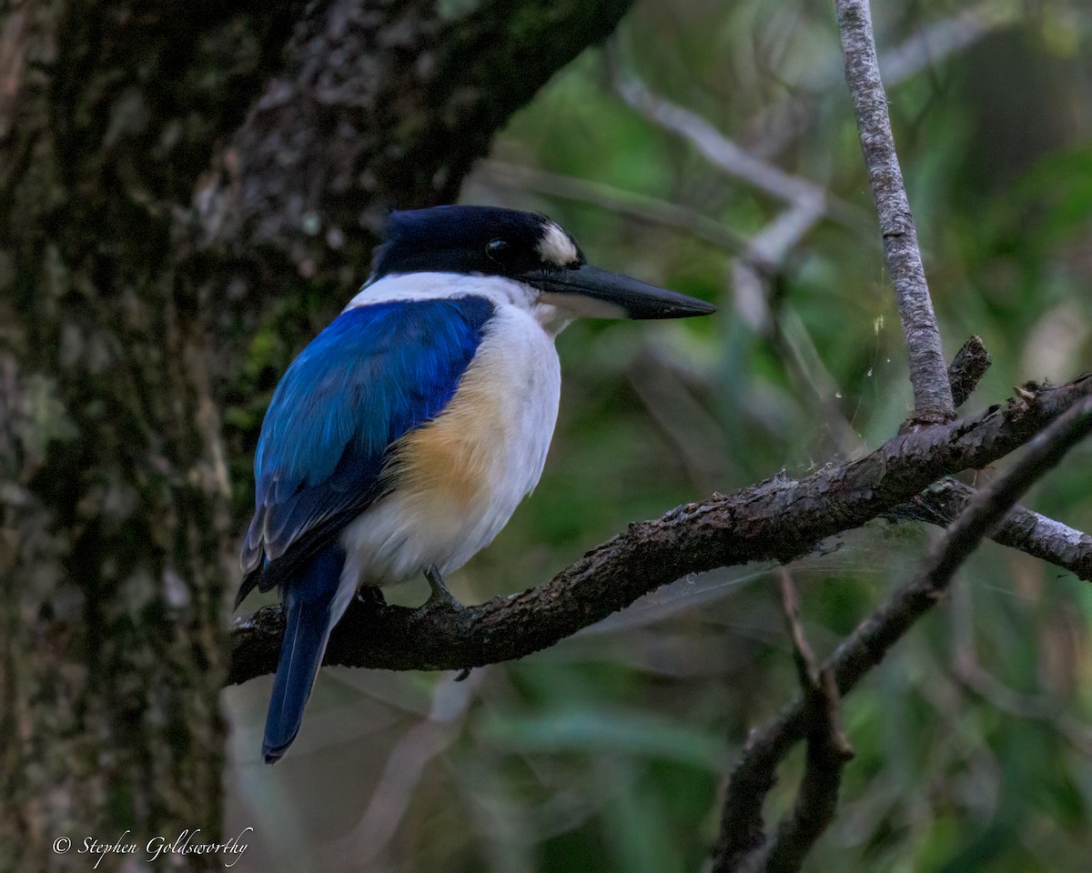 Forest Kingfisher - ML644488586