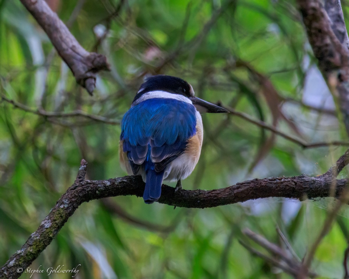 Forest Kingfisher - ML644488587