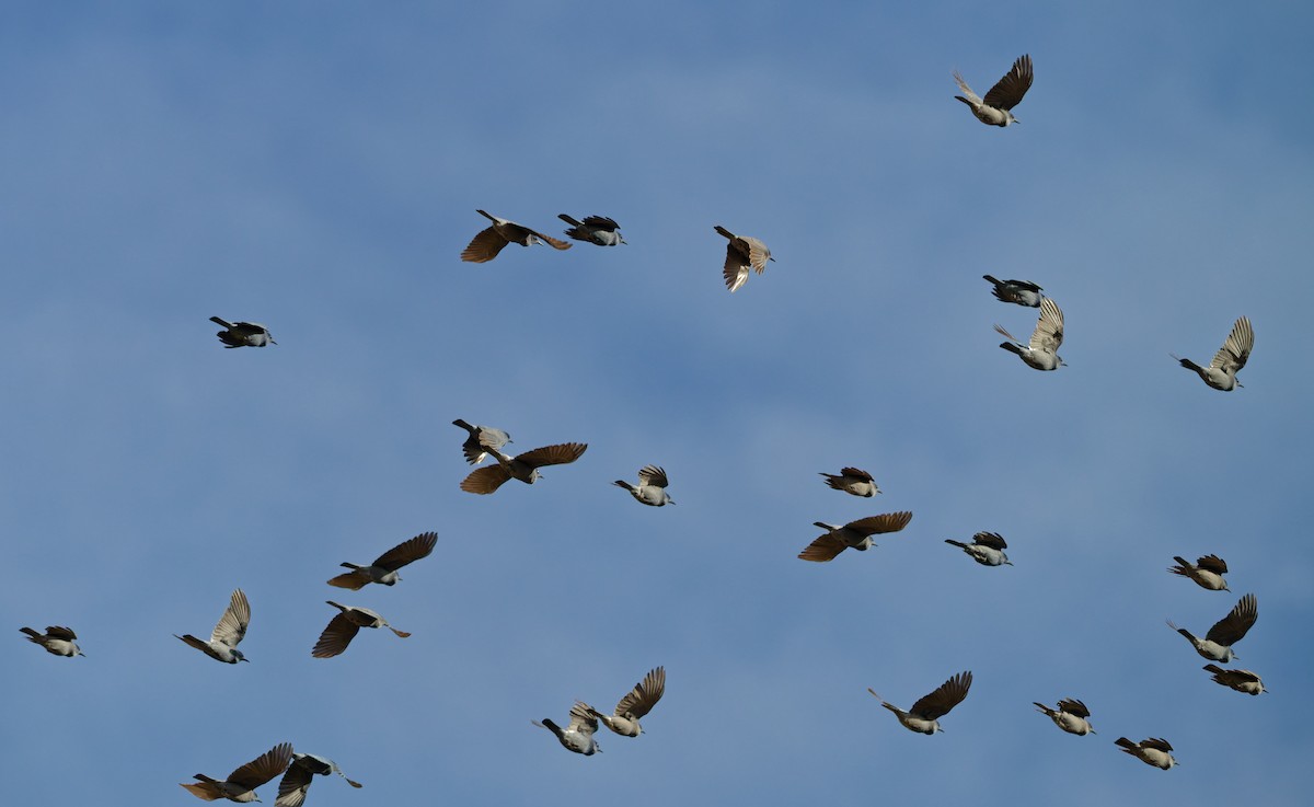 Pinyon Jay - ML644488588