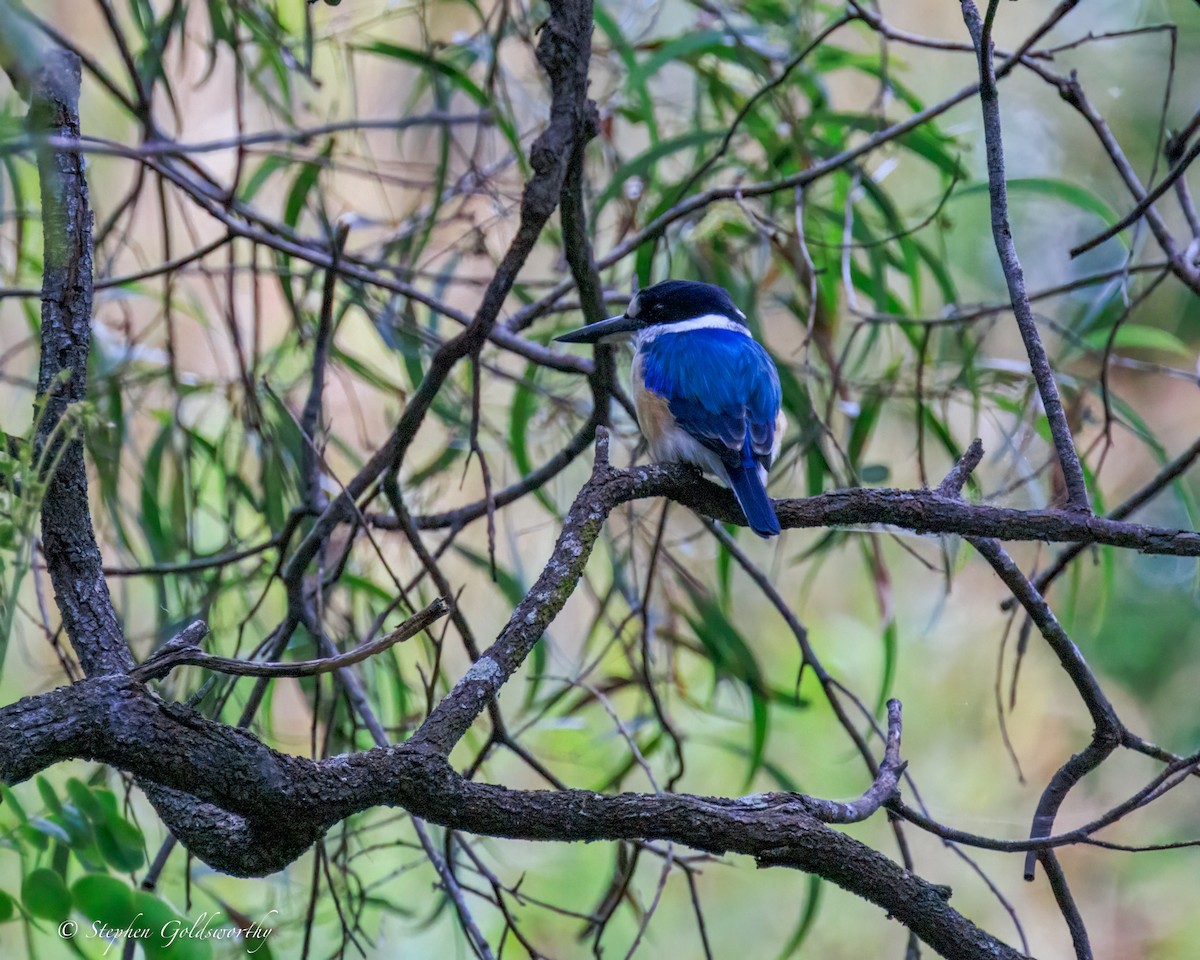 Forest Kingfisher - ML644488589