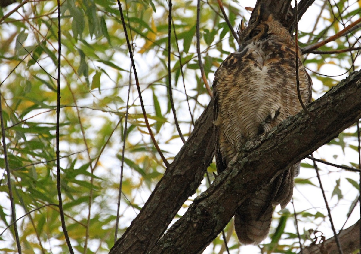 Great Horned Owl - ML644488599