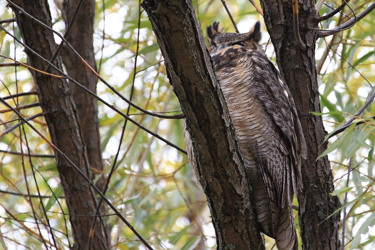 Great Horned Owl - ML644488601