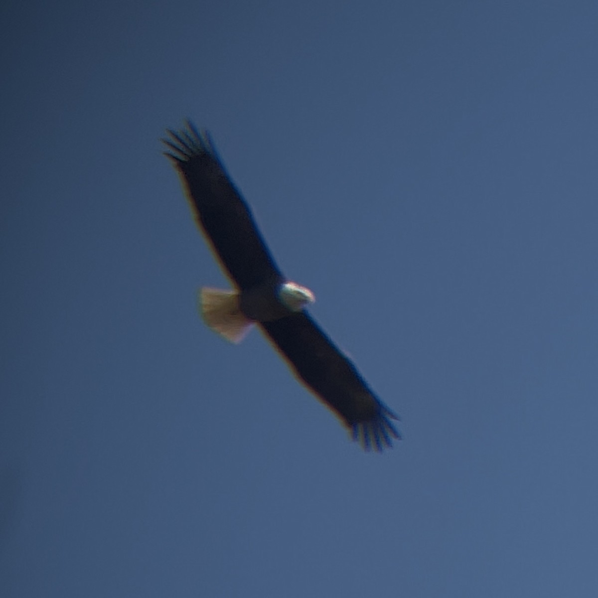 Pygargue à tête blanche - ML644488606