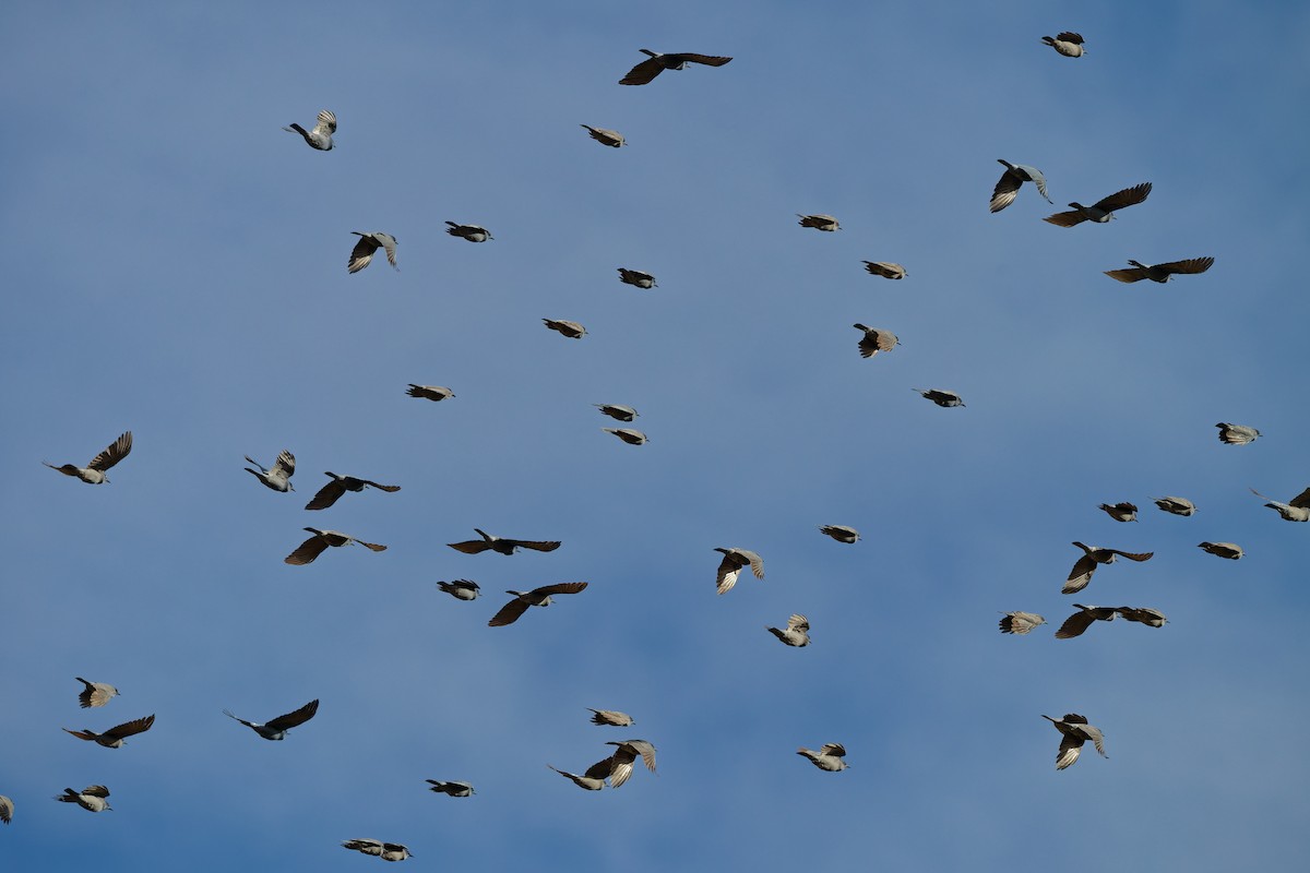 Pinyon Jay - ML644488607