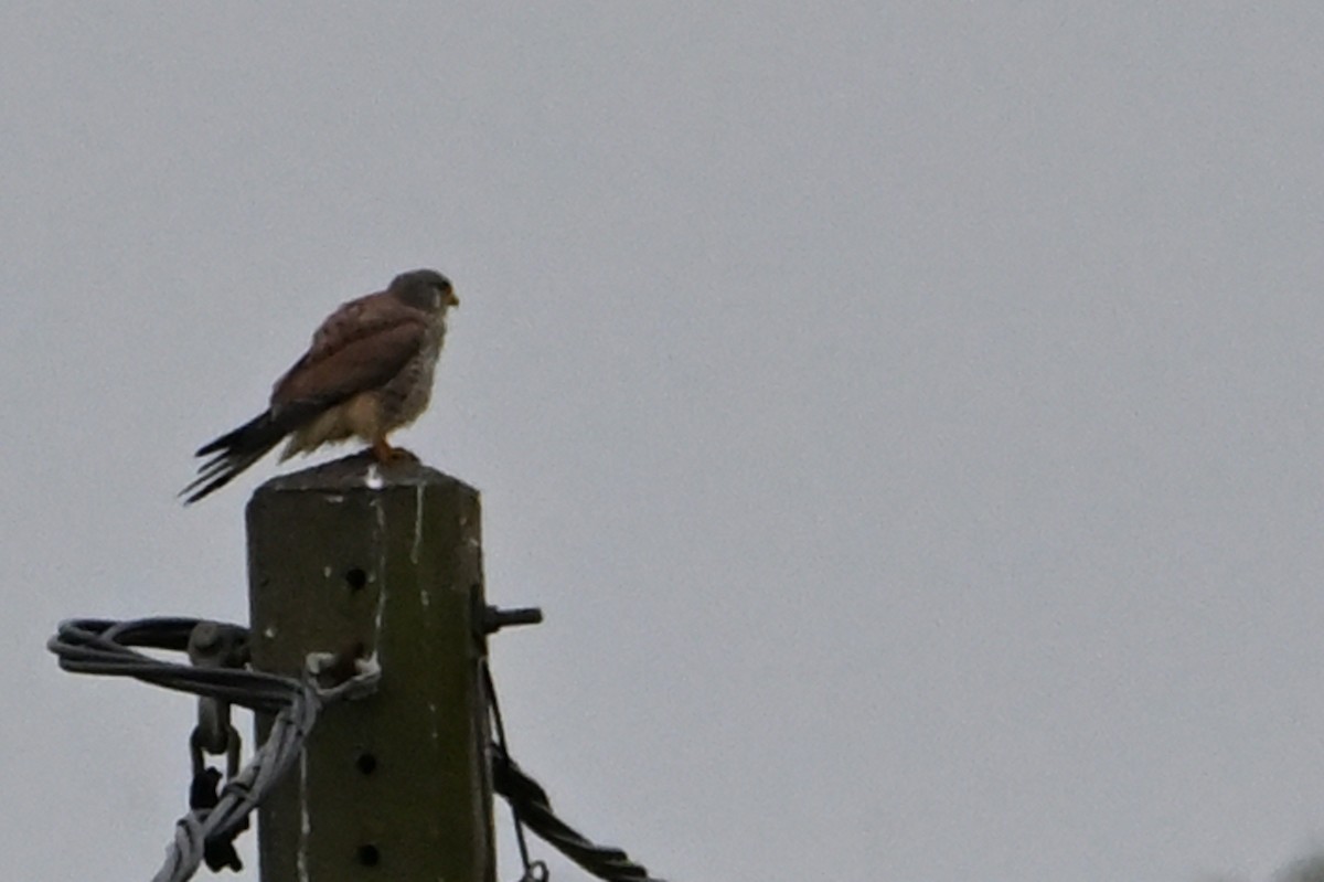 Gheppio - ML644488608