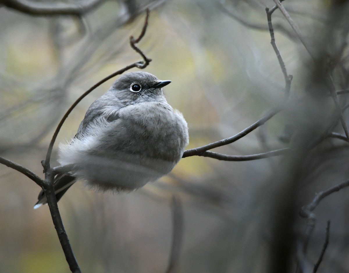 ハエトリツグミ - ML644488610