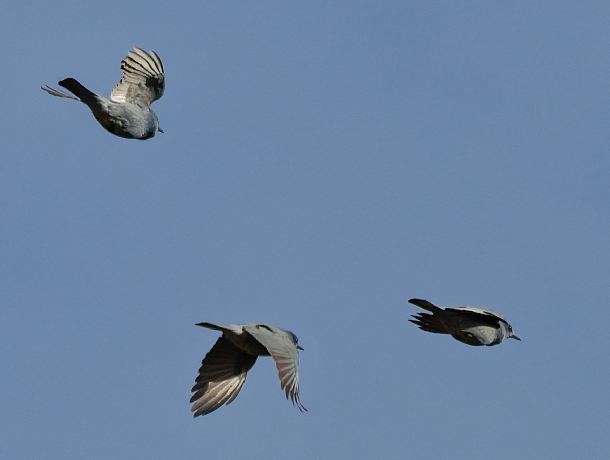 Pinyon Jay - ML644488614