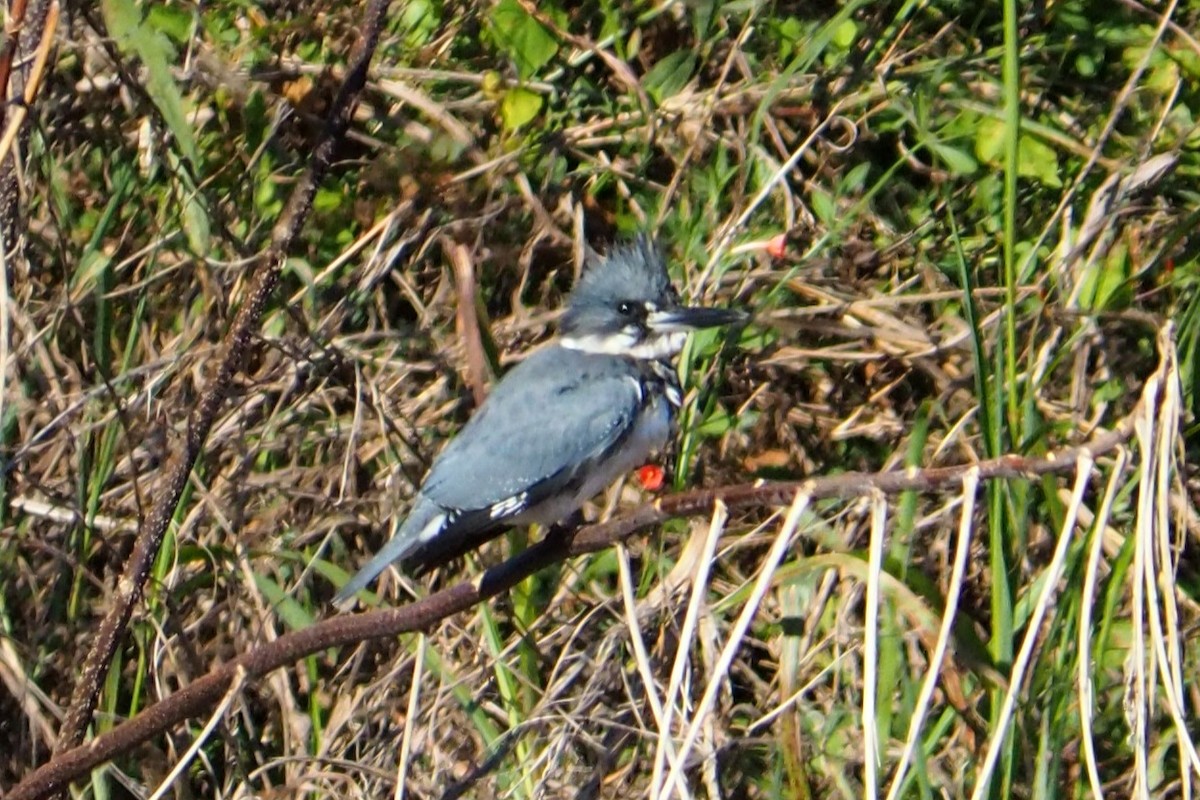 Belted Kingfisher - ML644488624