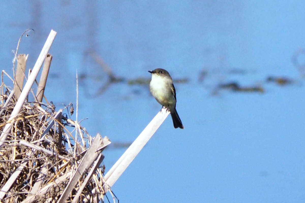 Eastern Phoebe - ML644488640
