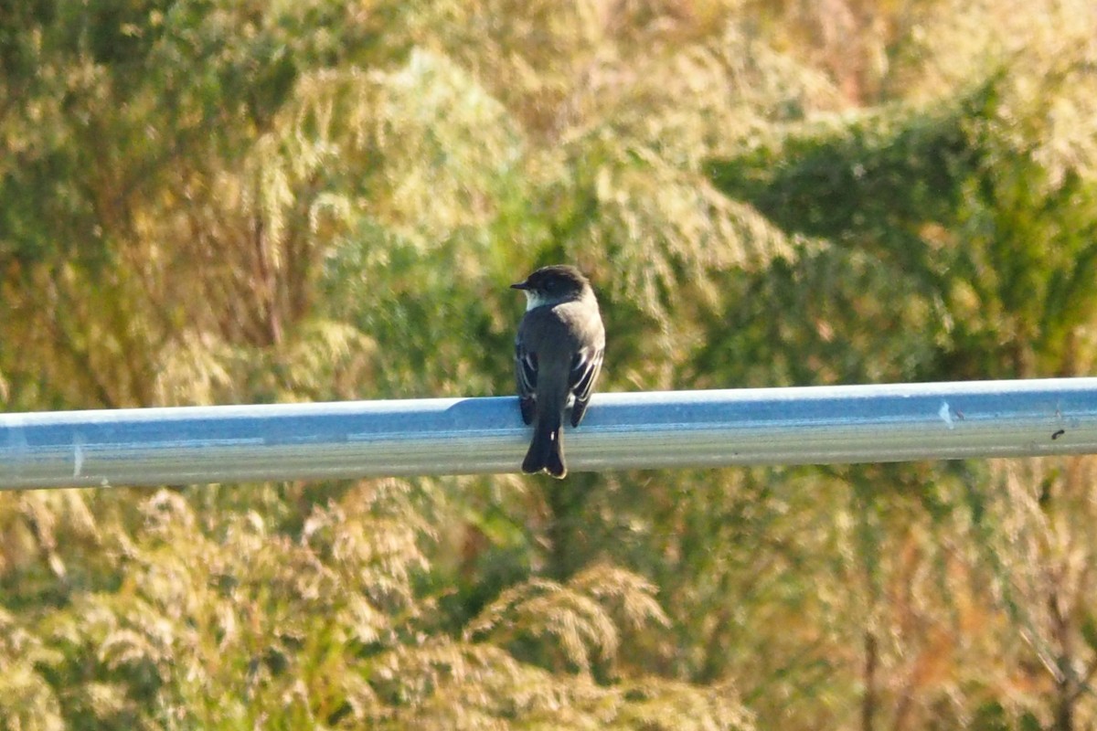 Eastern Phoebe - ML644488641
