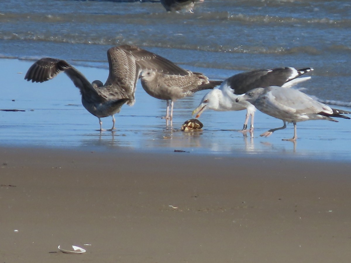 Büyük Kara Sırtlı Martı - ML644488644