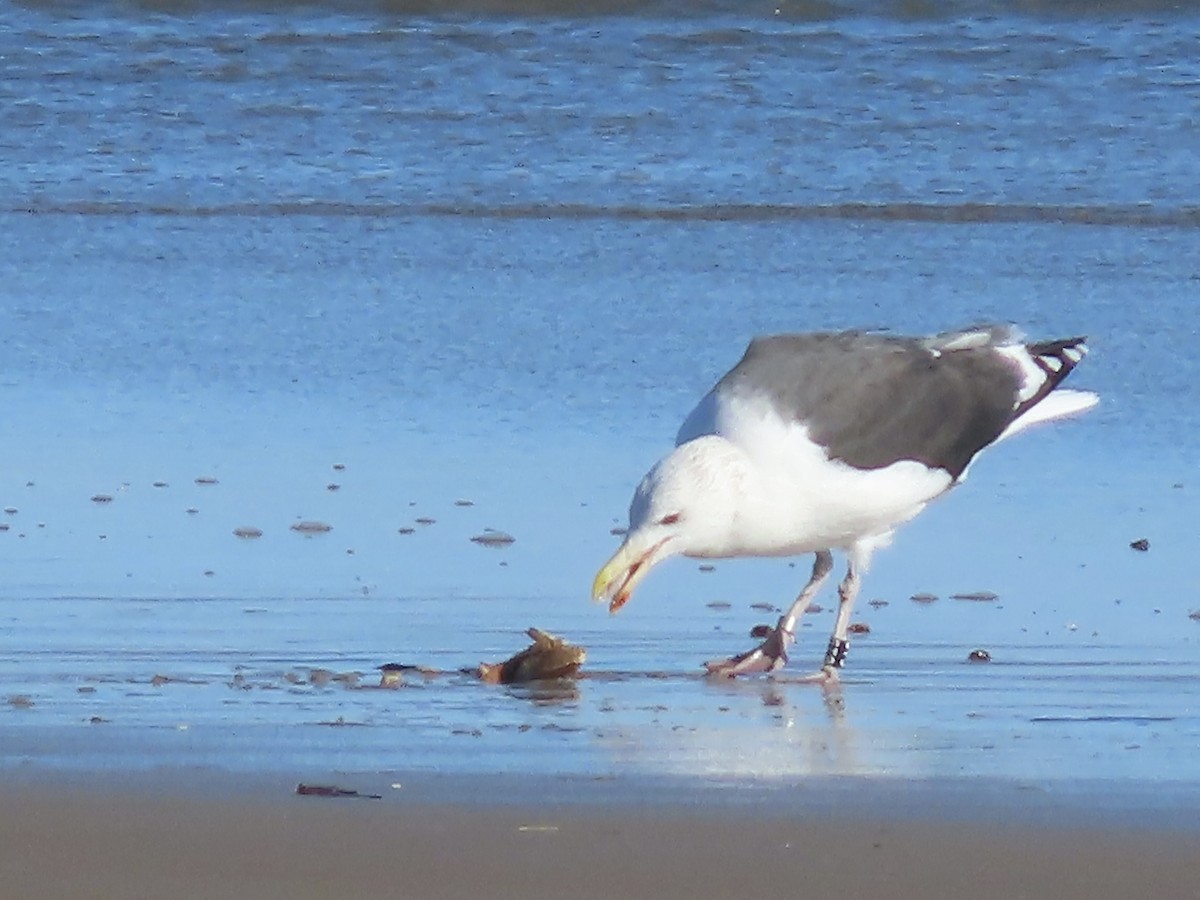 Büyük Kara Sırtlı Martı - ML644488645