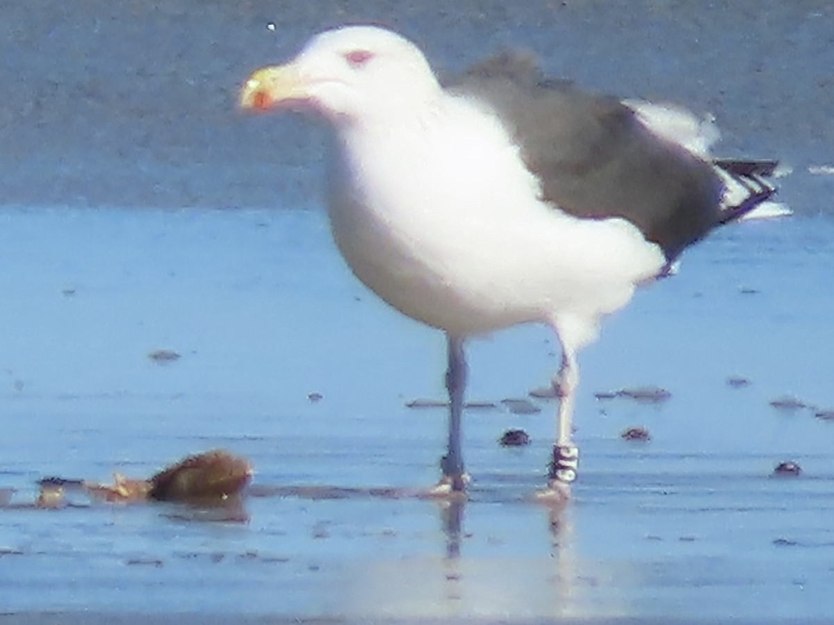 Büyük Kara Sırtlı Martı - ML644488646