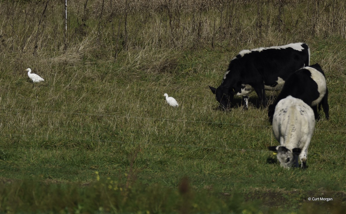 Western Cattle-Egret - ML644488656