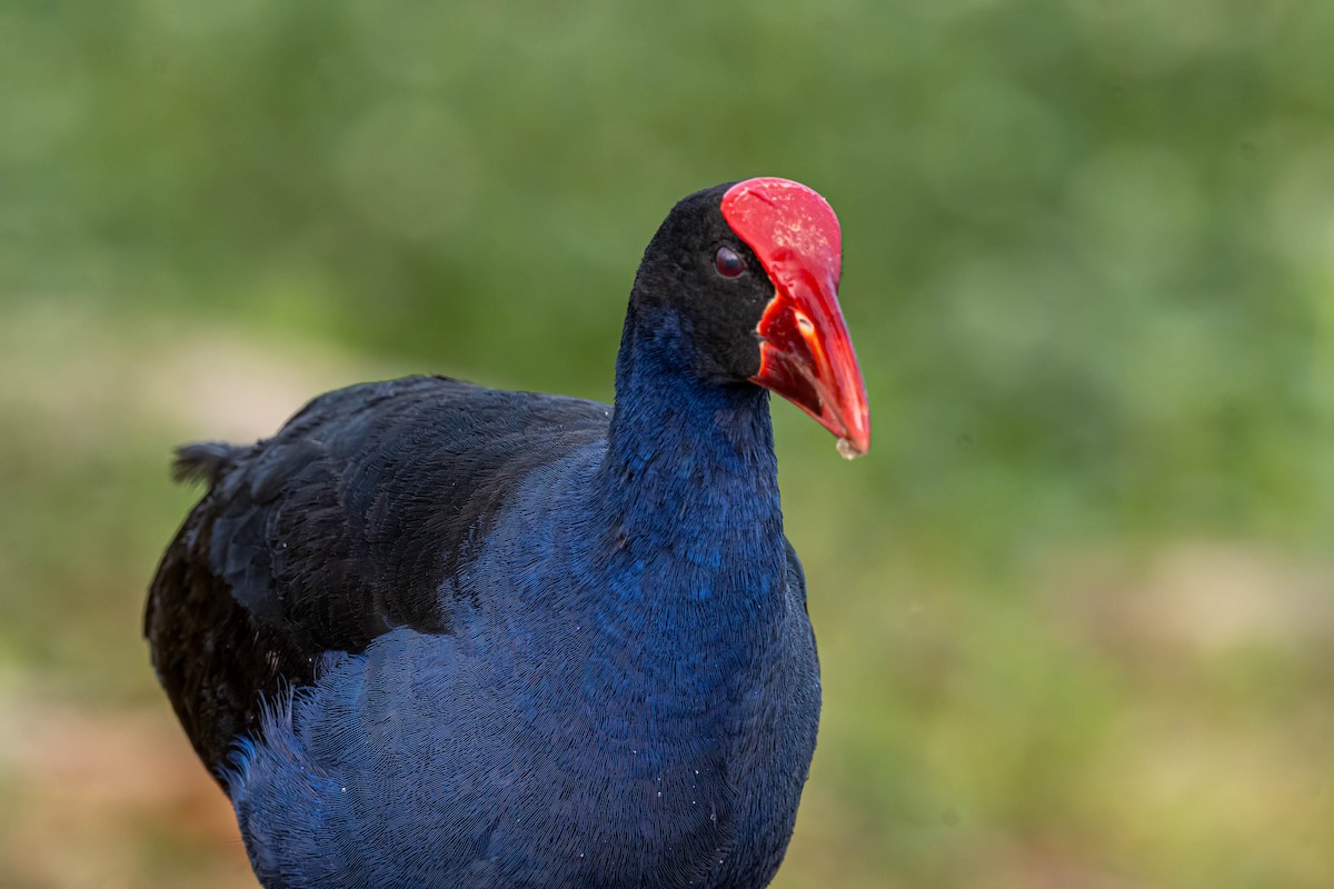 Australasian Swamphen - ML644488660