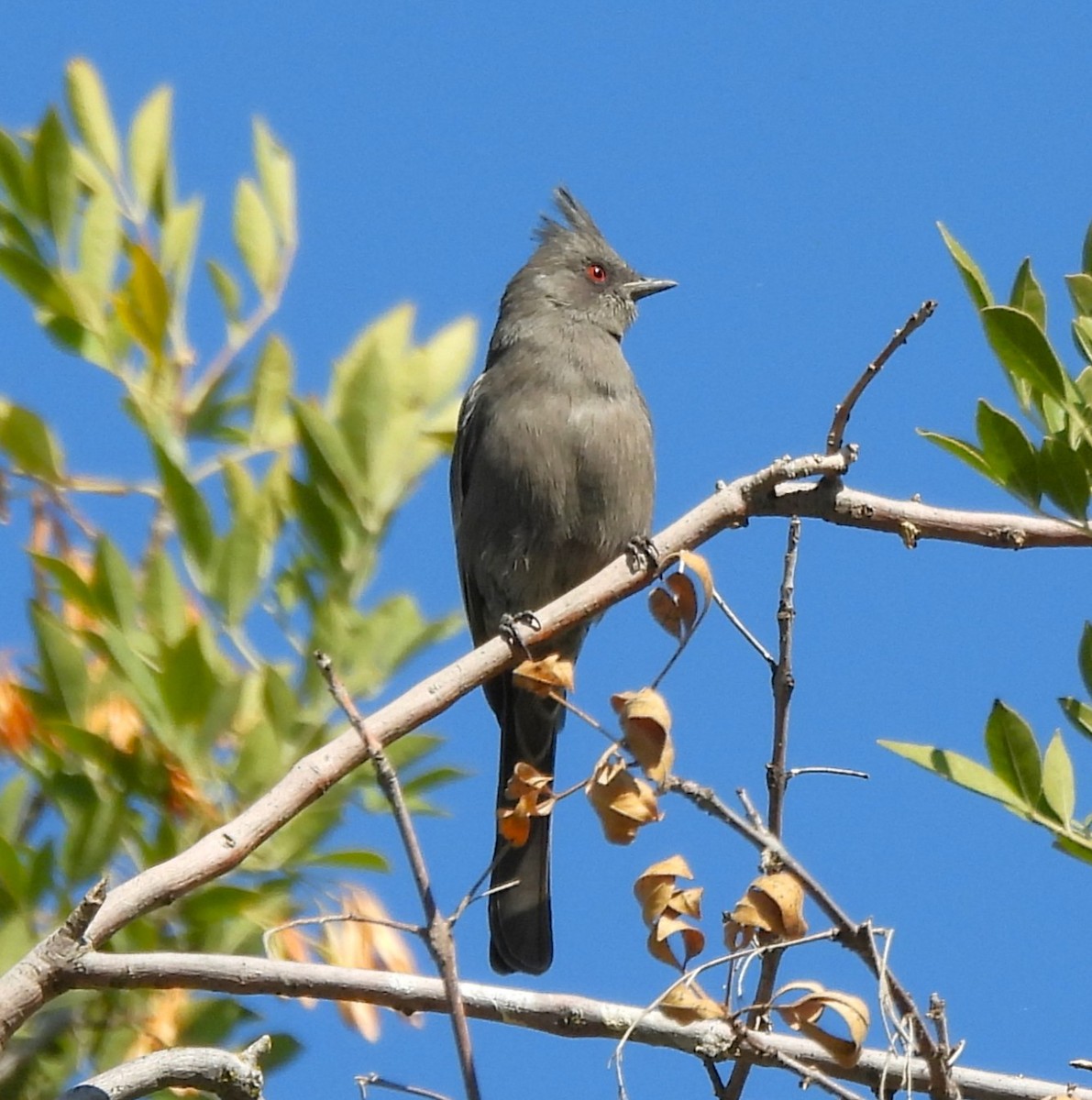 Phénopèple luisant - ML644488661