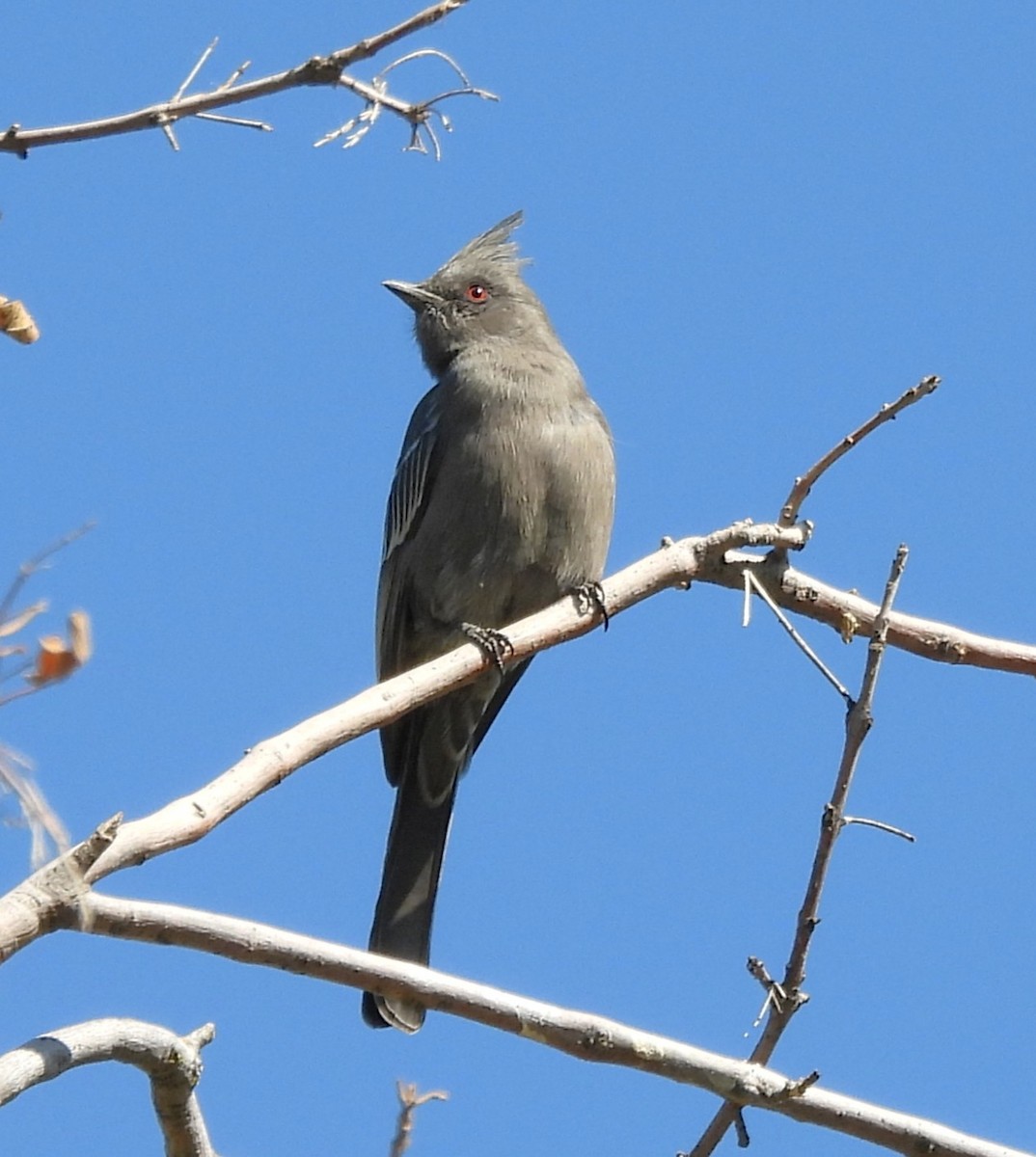 Phénopèple luisant - ML644488662