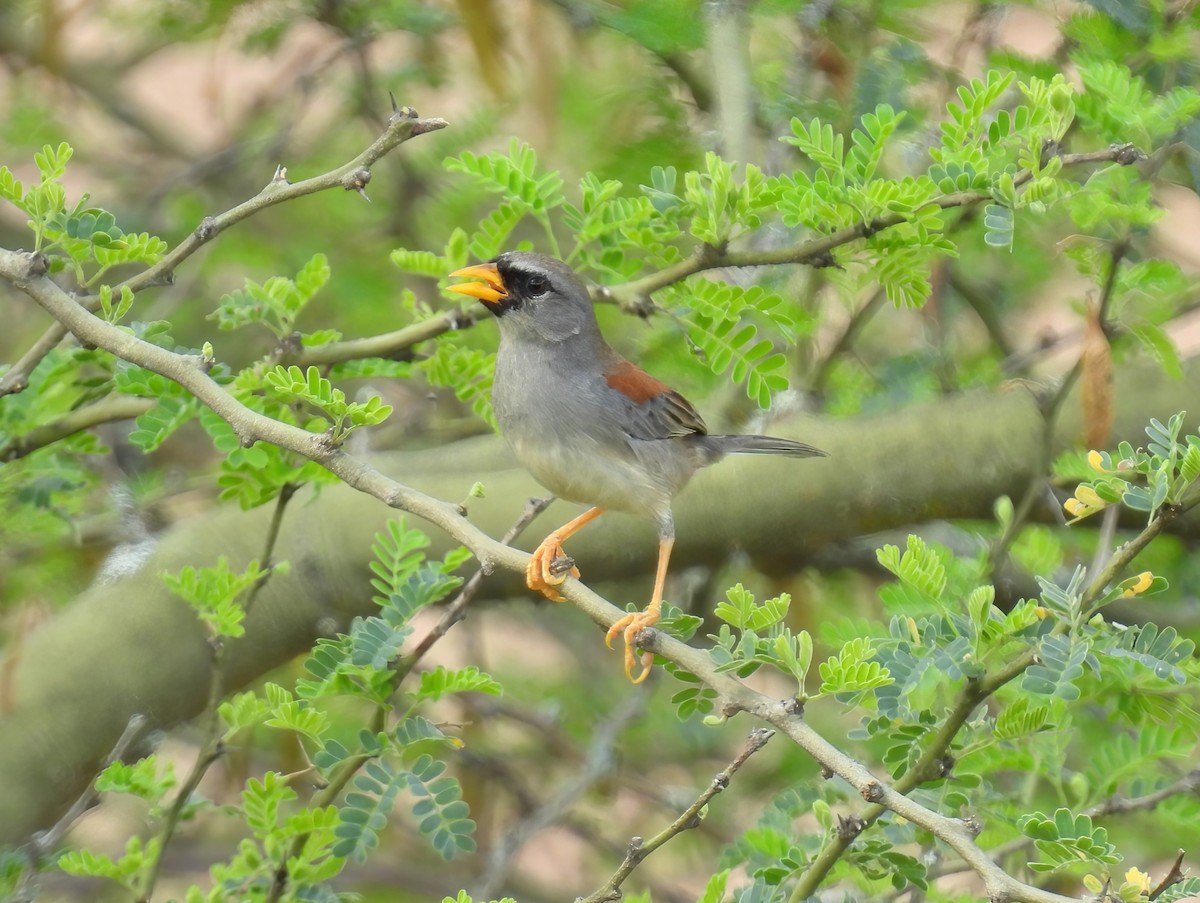 Küçük İnka İspinozu - ML644488670