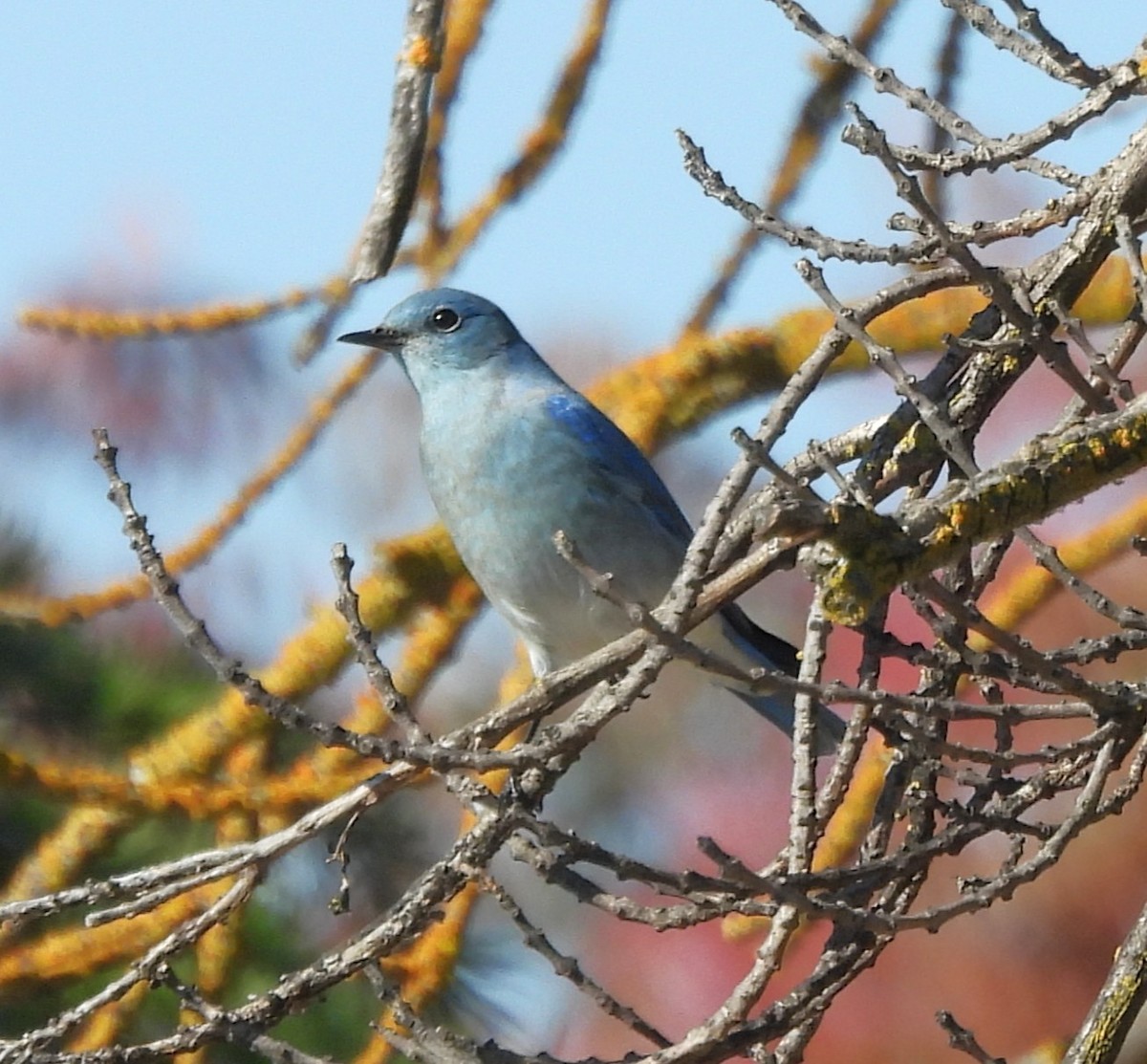 Merlebleu azuré - ML644488675