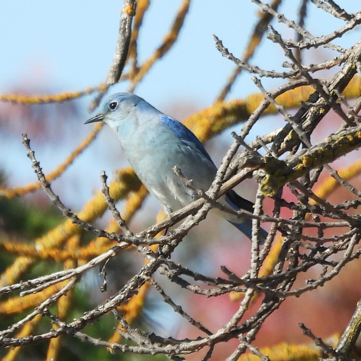 Merlebleu azuré - ML644488676