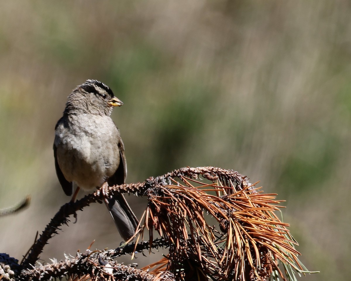 White-crowned Sparrow - ML644488677