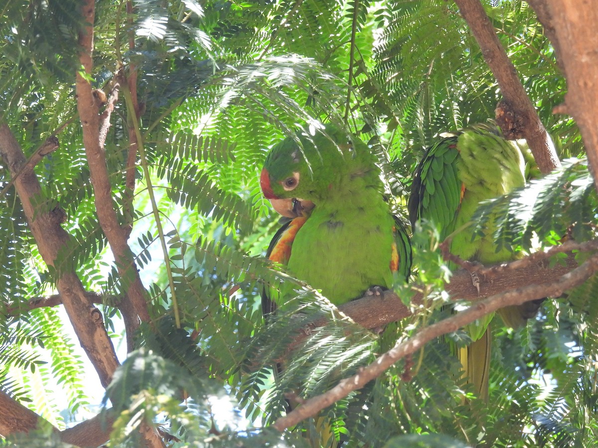 Crimson-fronted Parakeet - ML644488678