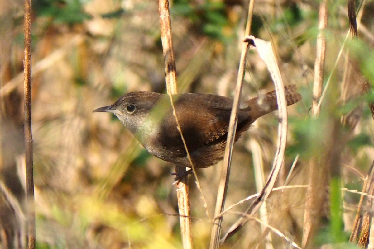 Northern House Wren - ML644488679