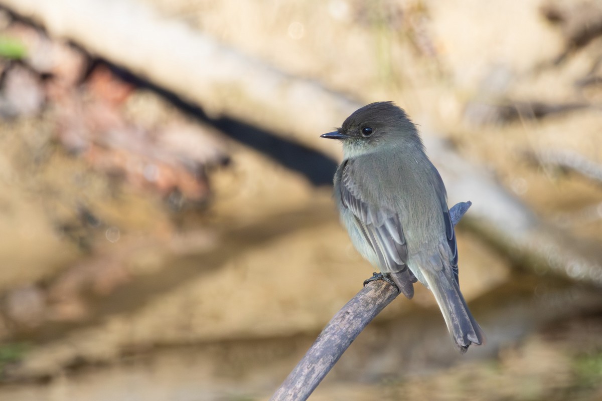 Eastern Phoebe - ML644488680