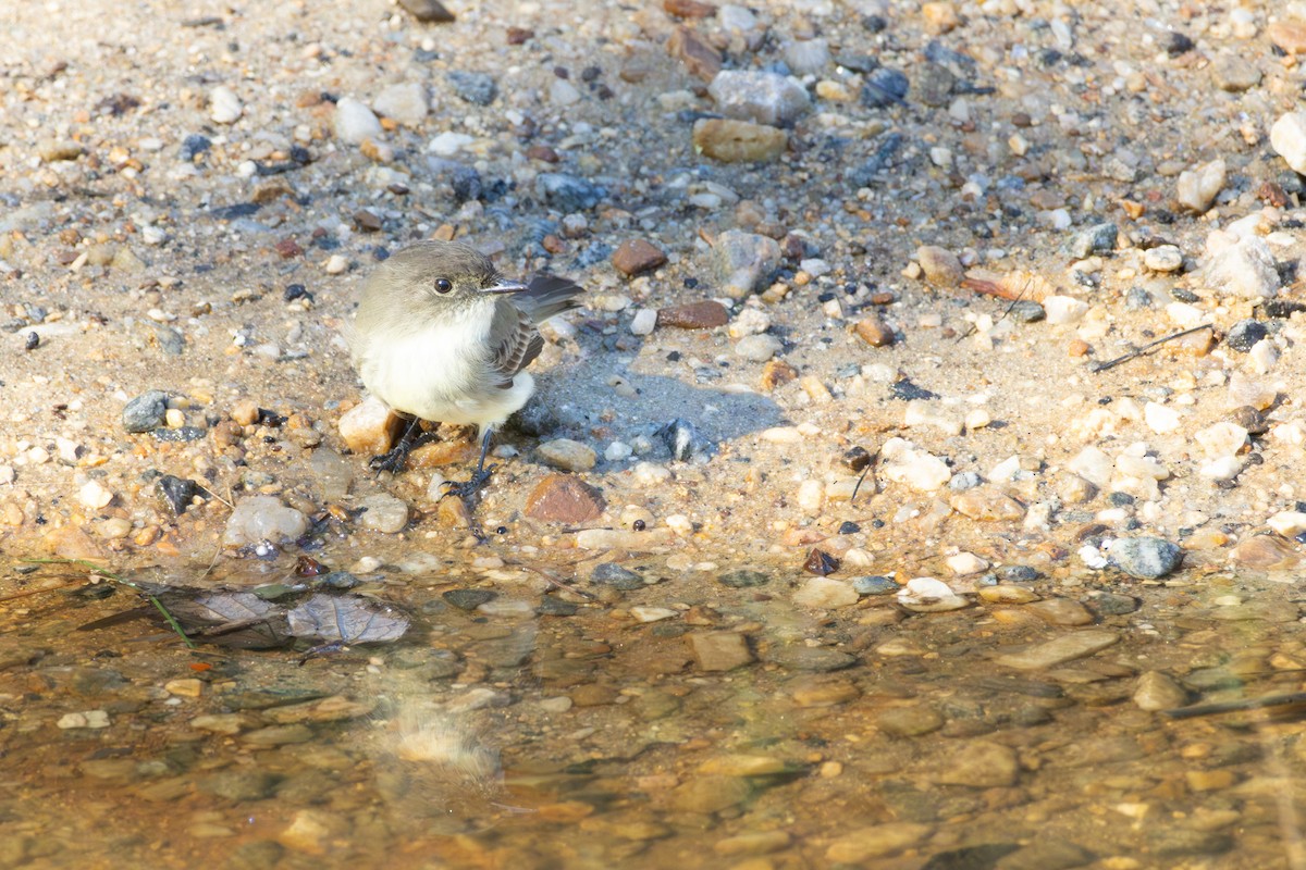 Eastern Phoebe - ML644488681