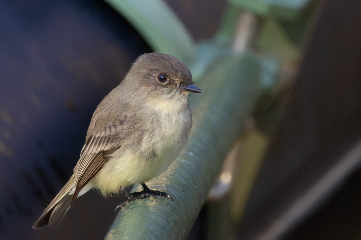 Eastern Phoebe - ML644488682