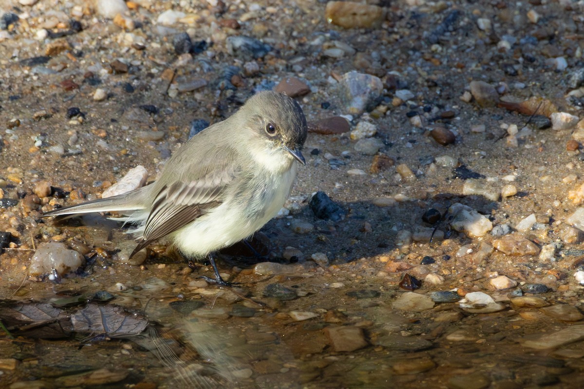 Eastern Phoebe - ML644488683
