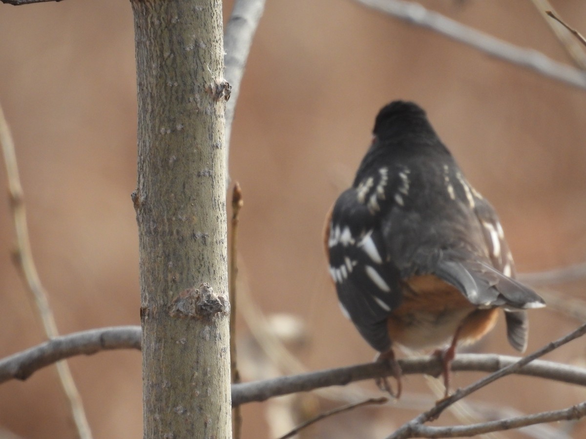 Spotted Towhee - ML644488684