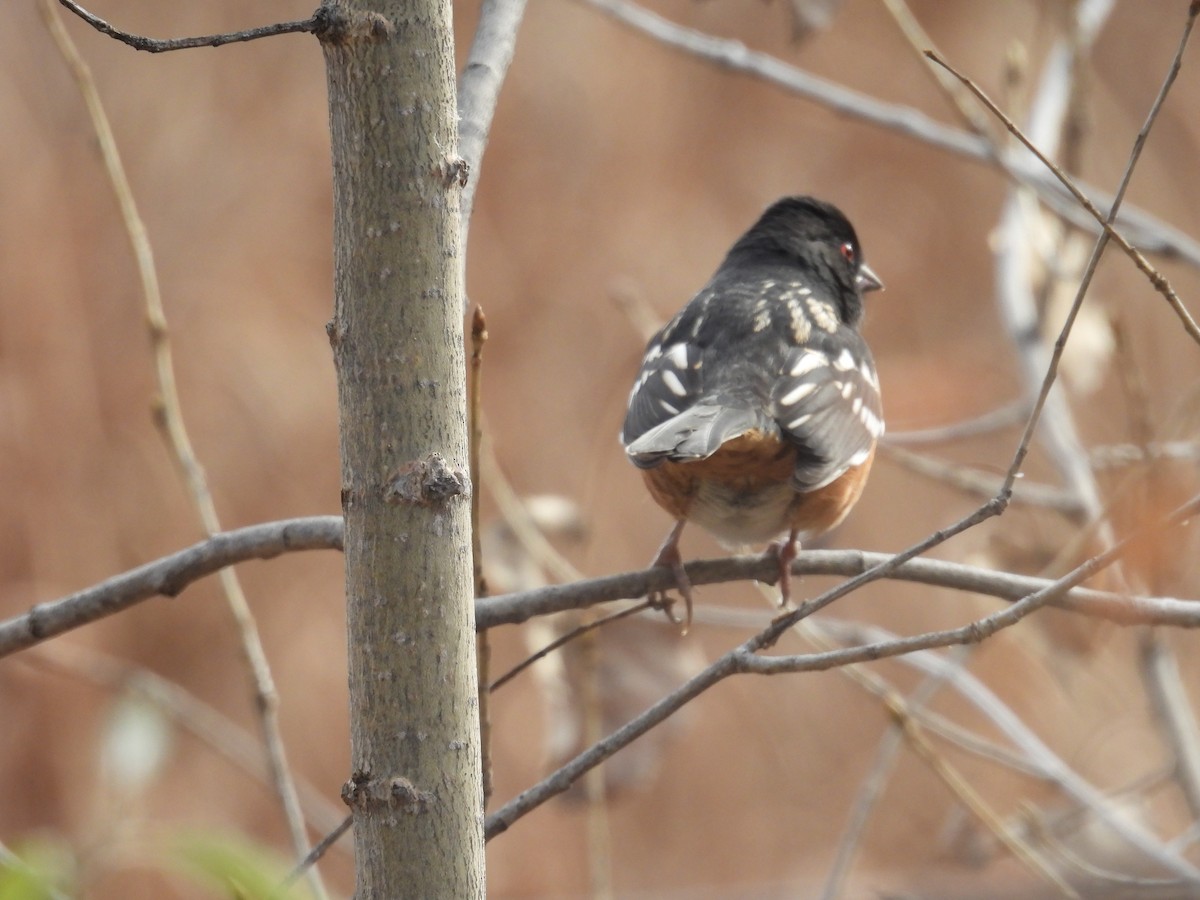 Spotted Towhee - ML644488685