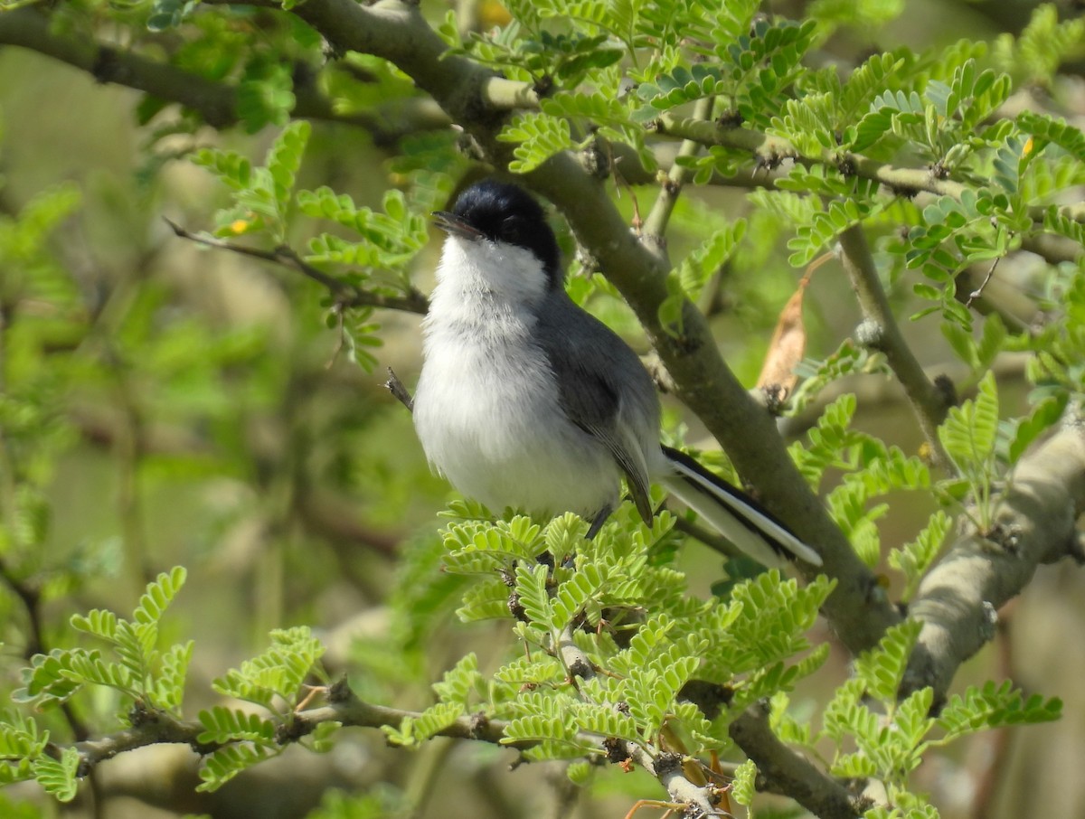 Marañon Gnatcatcher - ML644488686